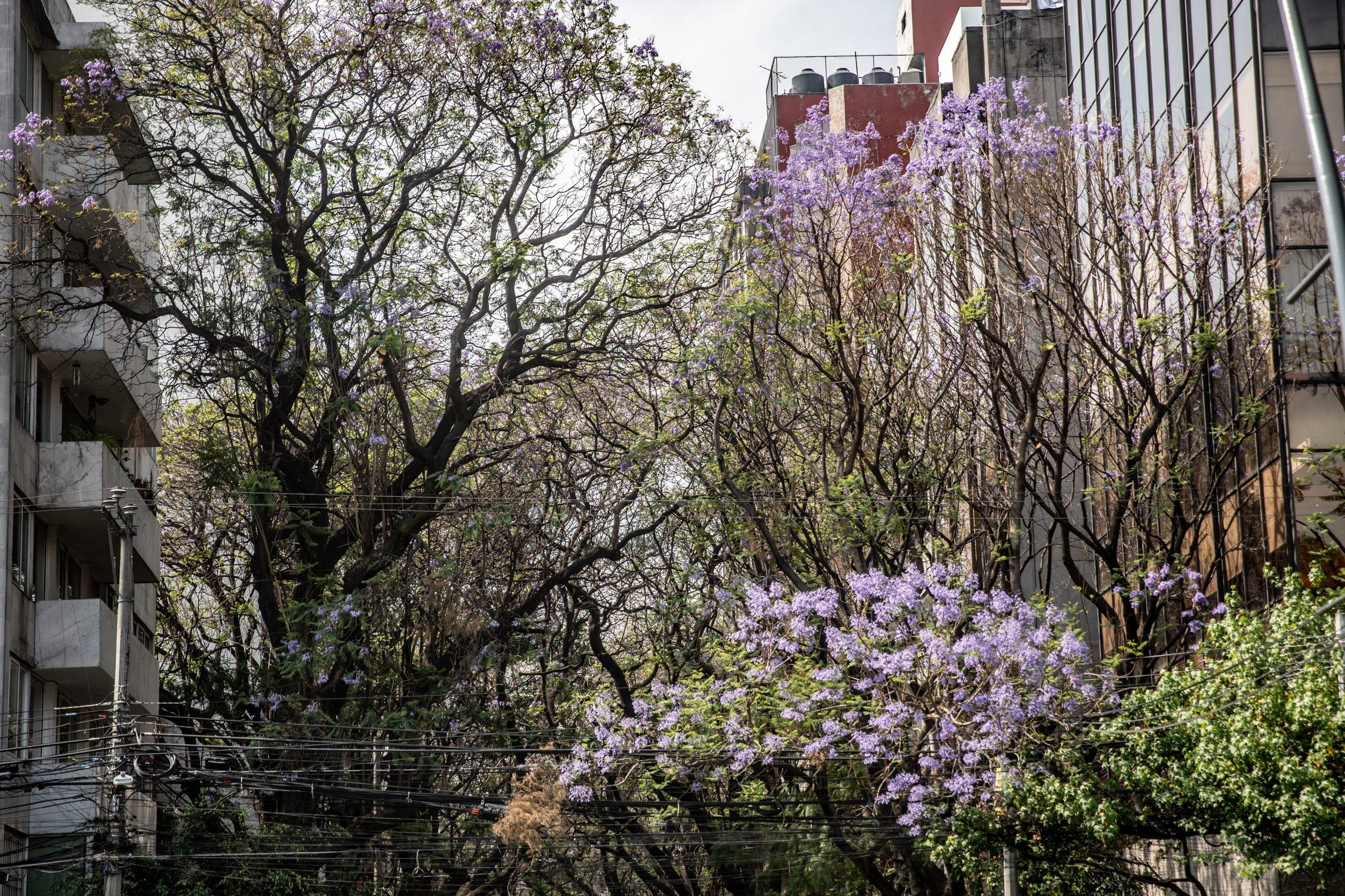 Mexico City — photograph 20