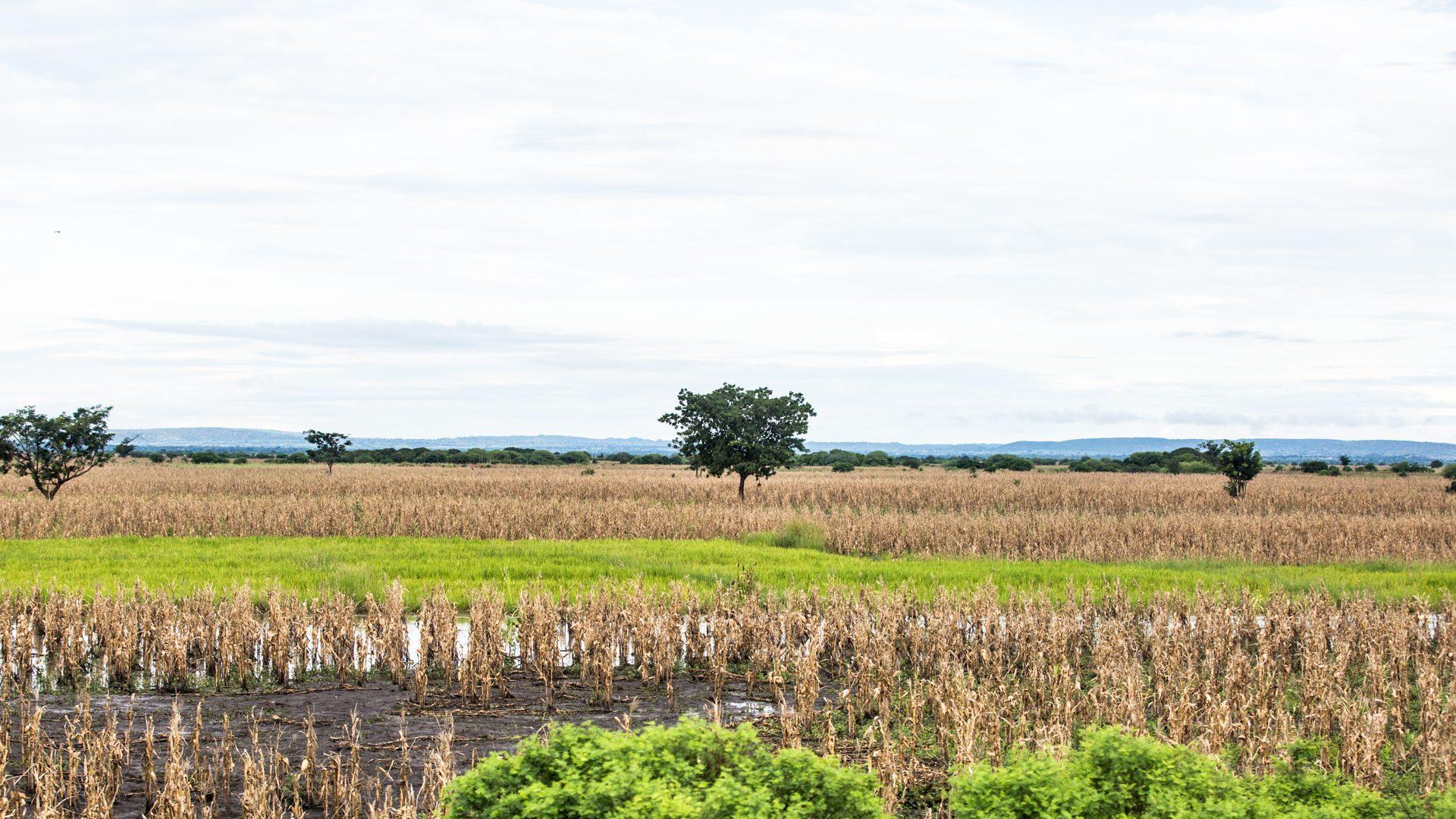 Tanzania — photograph 12