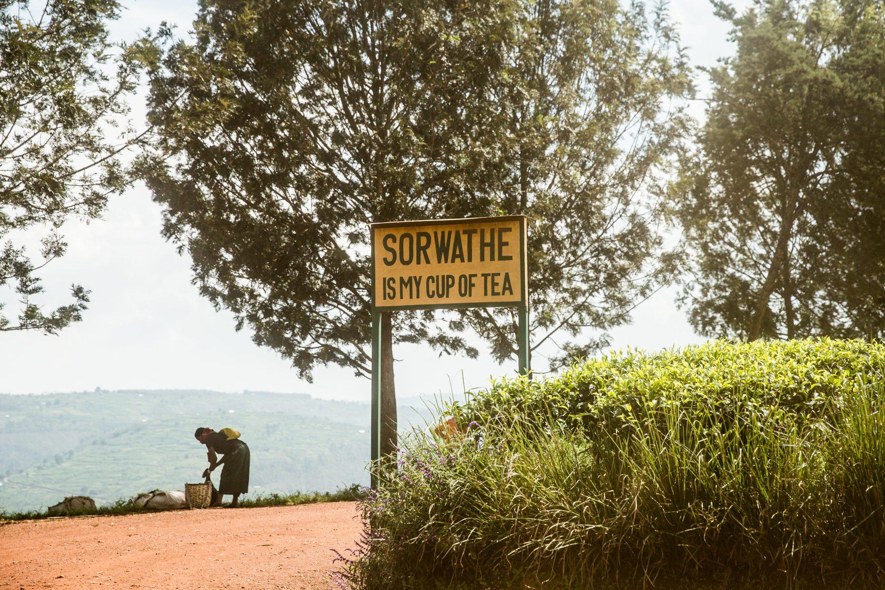 SORWATHE TEA FARM