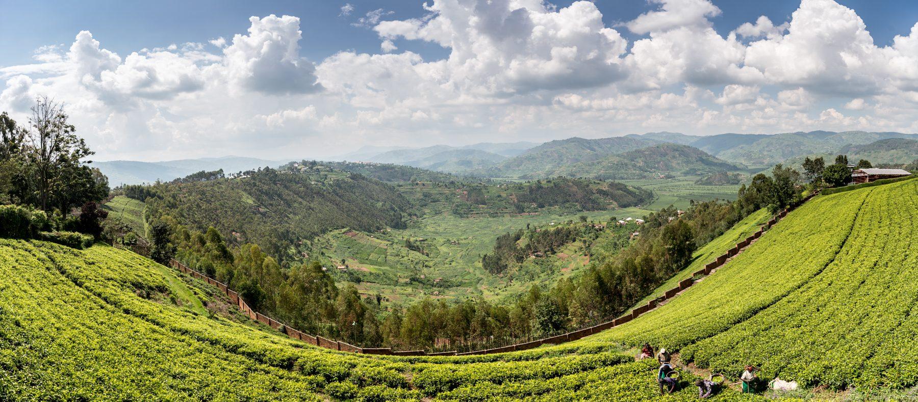 Sorwathe Tea Farm — photograph 3