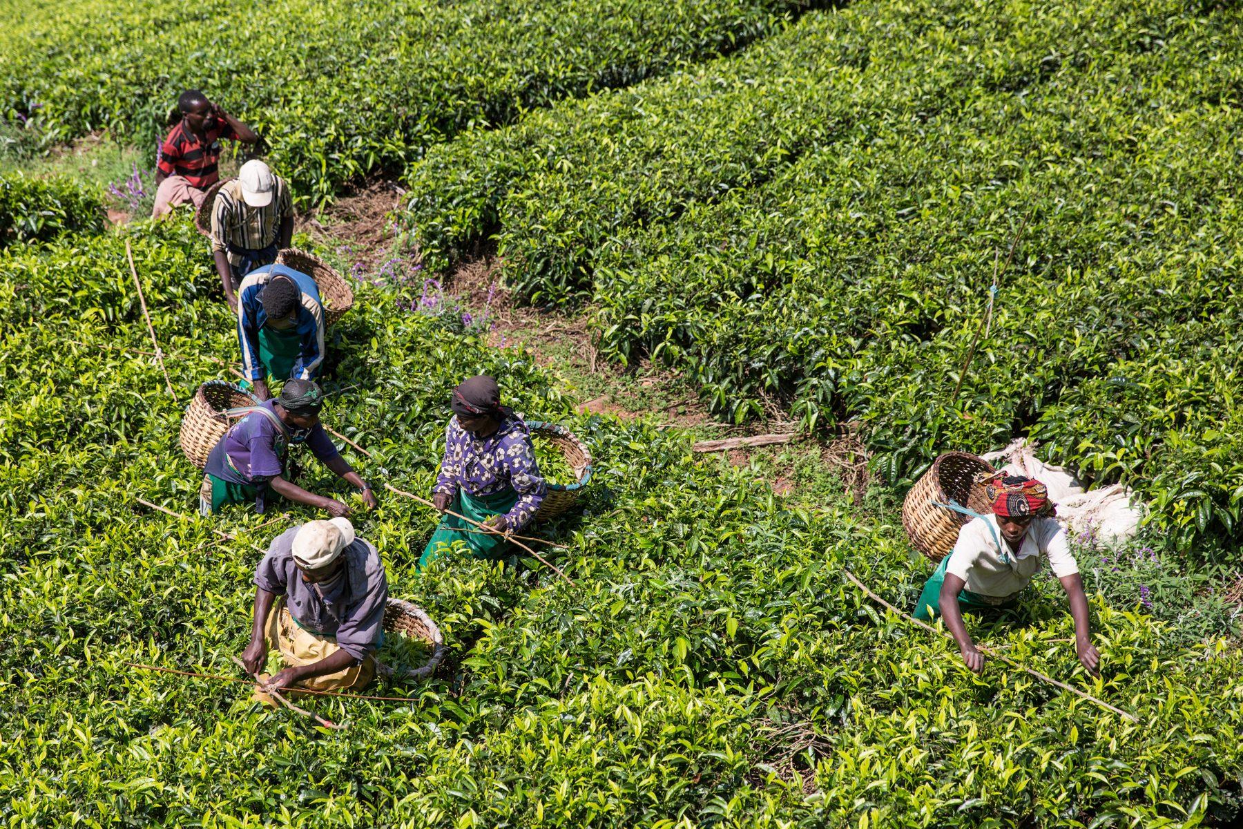 Sorwathe Tea Farm — photograph 4