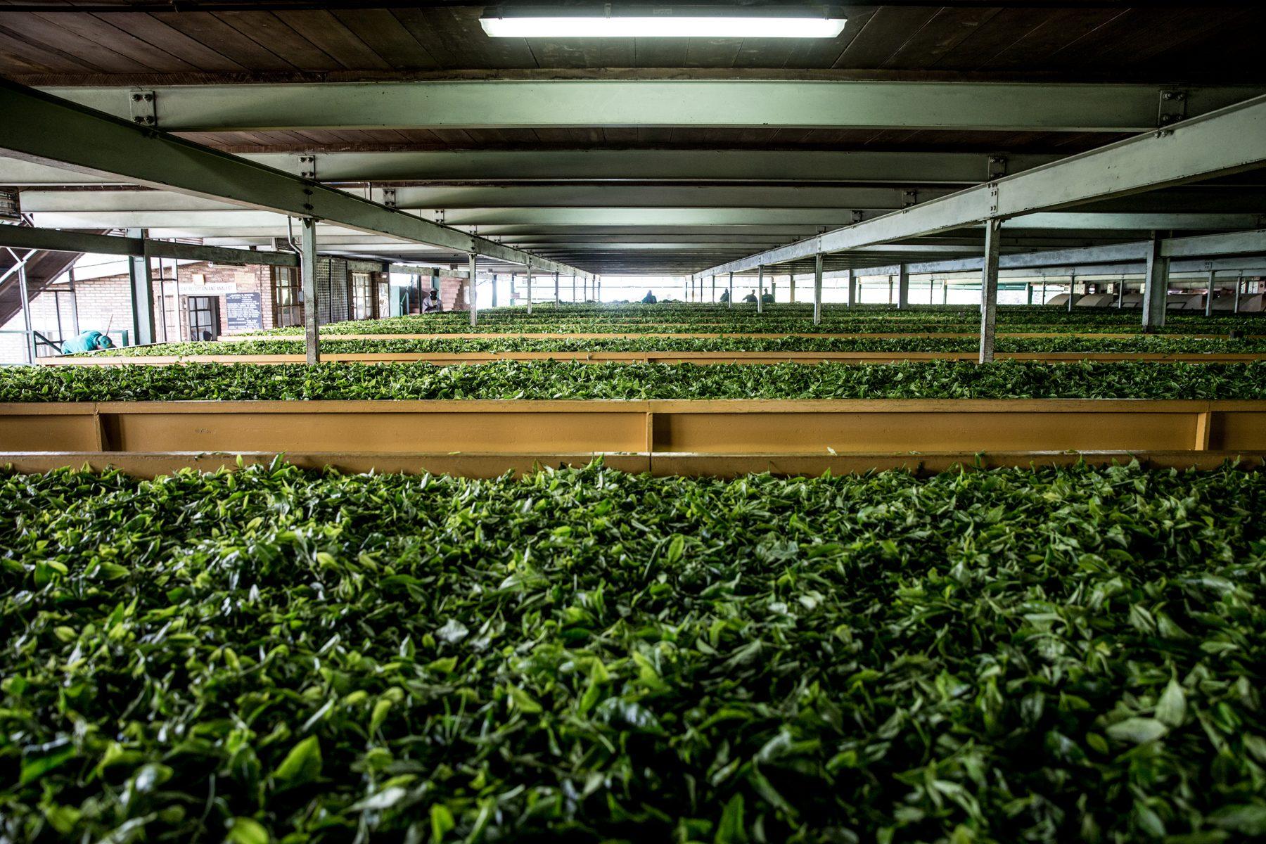 Sorwathe Tea Farm — photograph 5