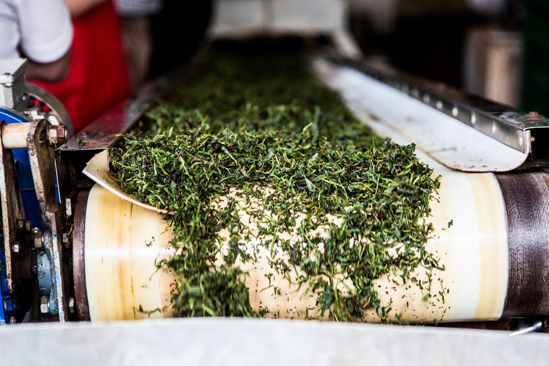Sorwathe Tea Farm — photograph 6