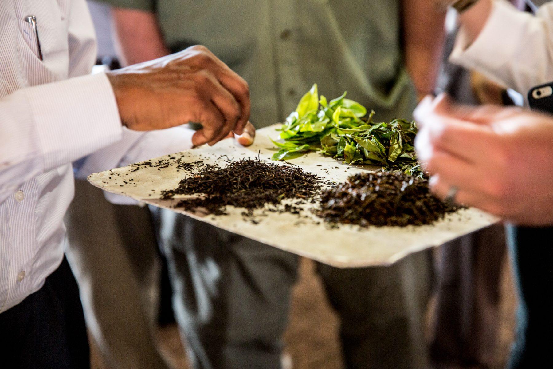Sorwathe Tea Farm — photograph 7