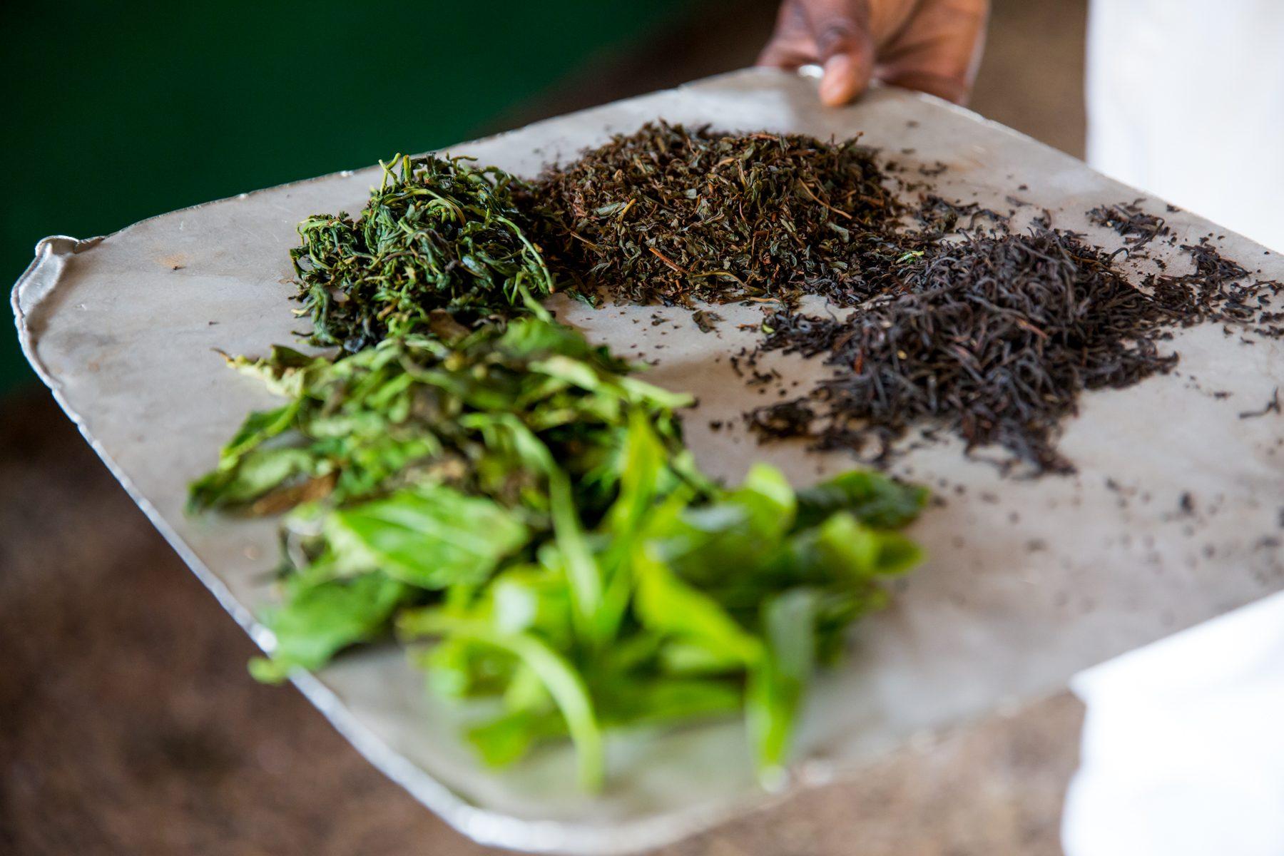 Sorwathe Tea Farm — photograph 9