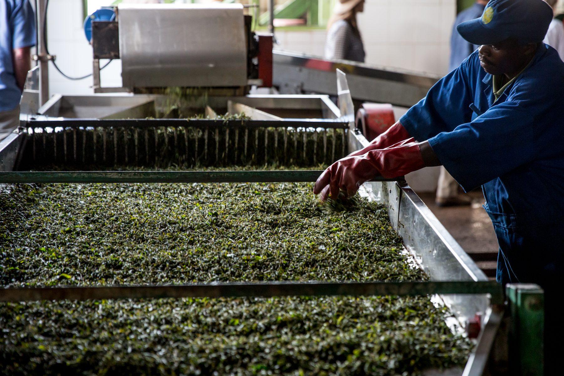 Sorwathe Tea Farm — photograph 10