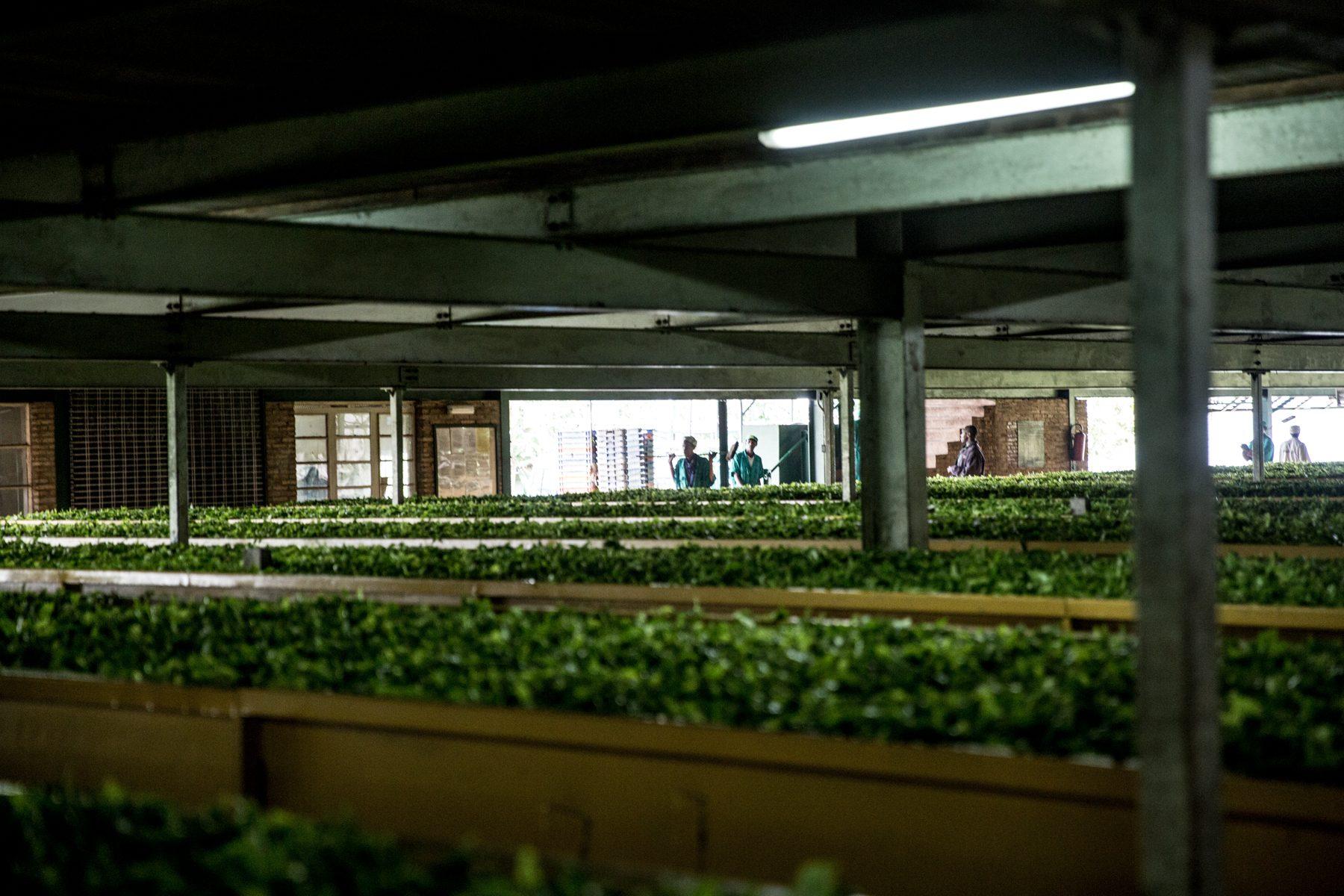 Sorwathe Tea Farm — photograph 11