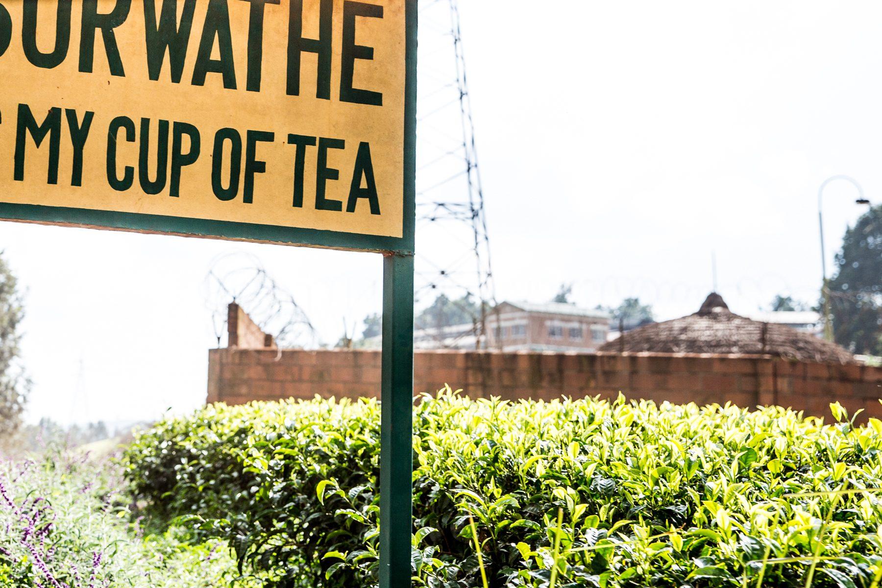 Sorwathe Tea Farm — photograph 16