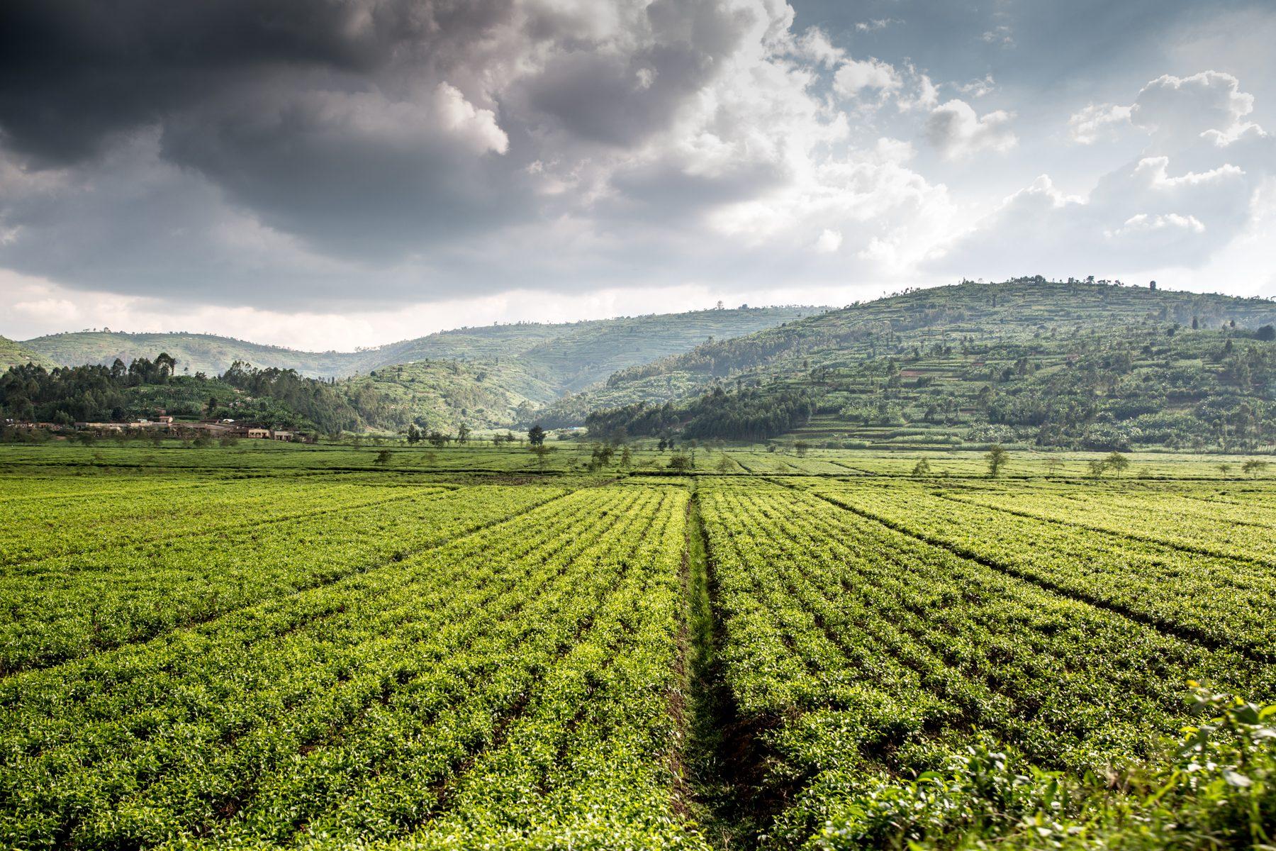 Sorwathe Tea Farm — photograph 17