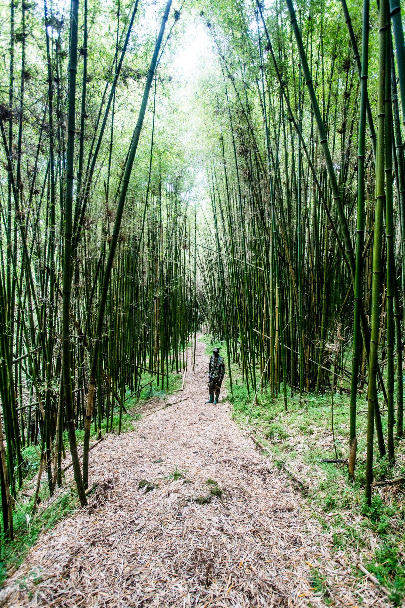 Volcanoes National Park – Rwanda — photograph 5