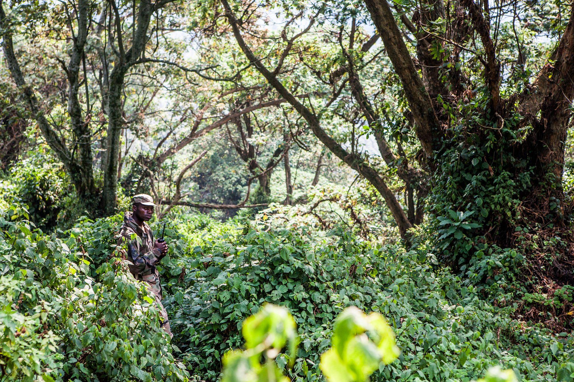 Volcanoes National Park – Rwanda — photograph 7