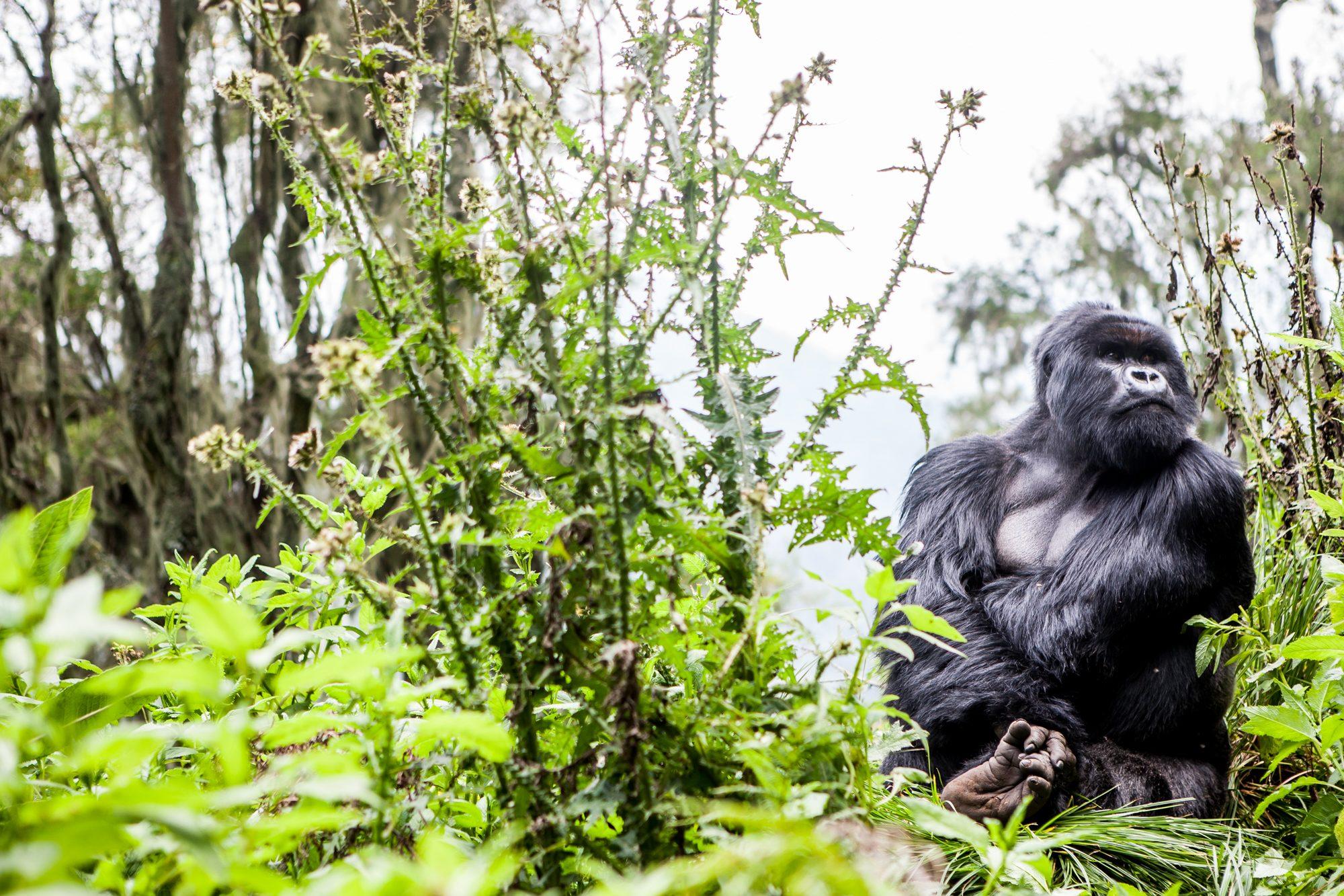 Volcanoes National Park – Rwanda — photograph 10