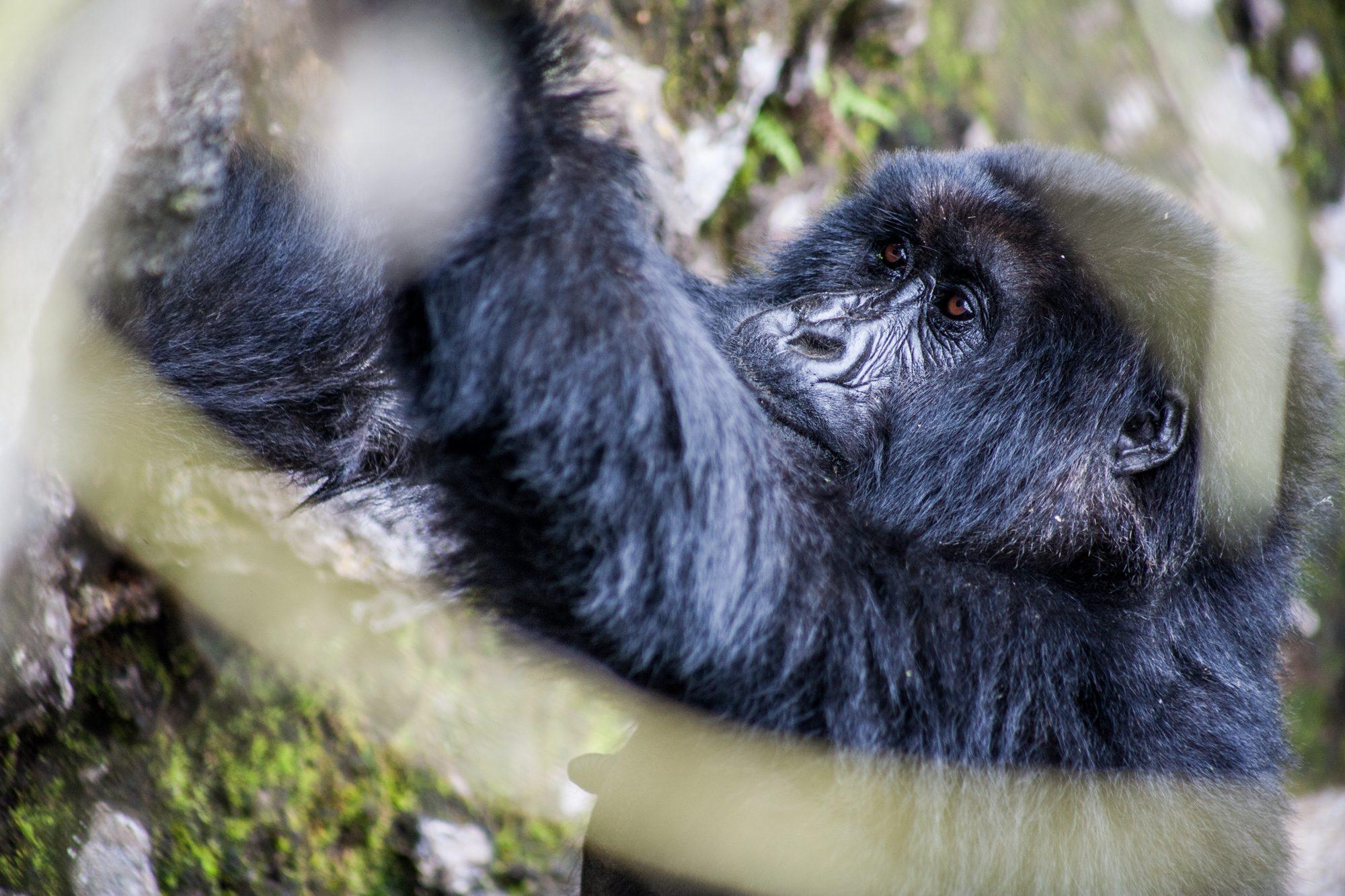 Volcanoes National Park – Rwanda — photograph 12