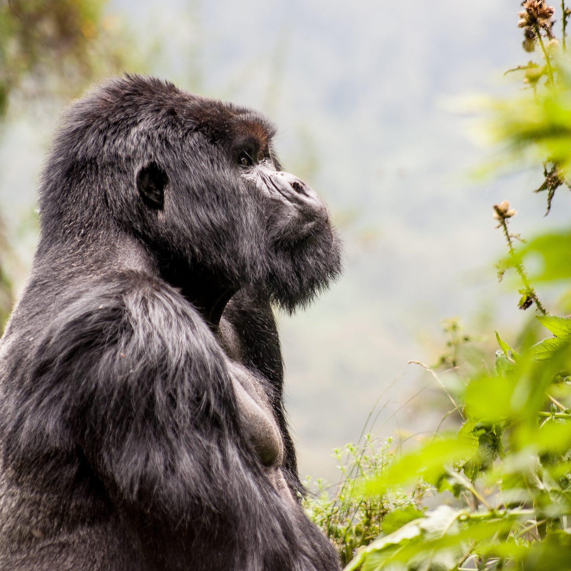 Volcanoes National Park – Rwanda — photograph 14