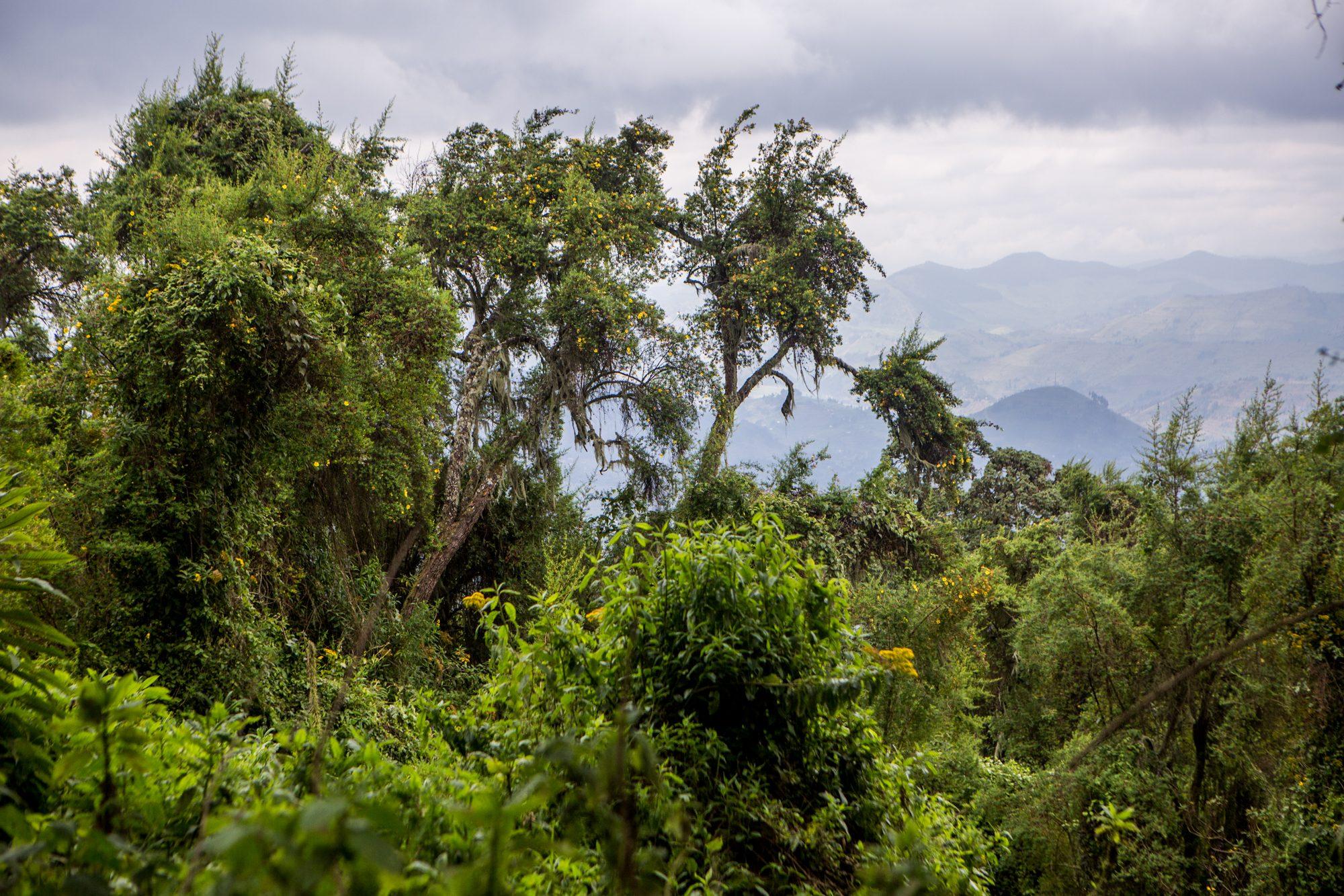 Volcanoes National Park – Rwanda — photograph 17