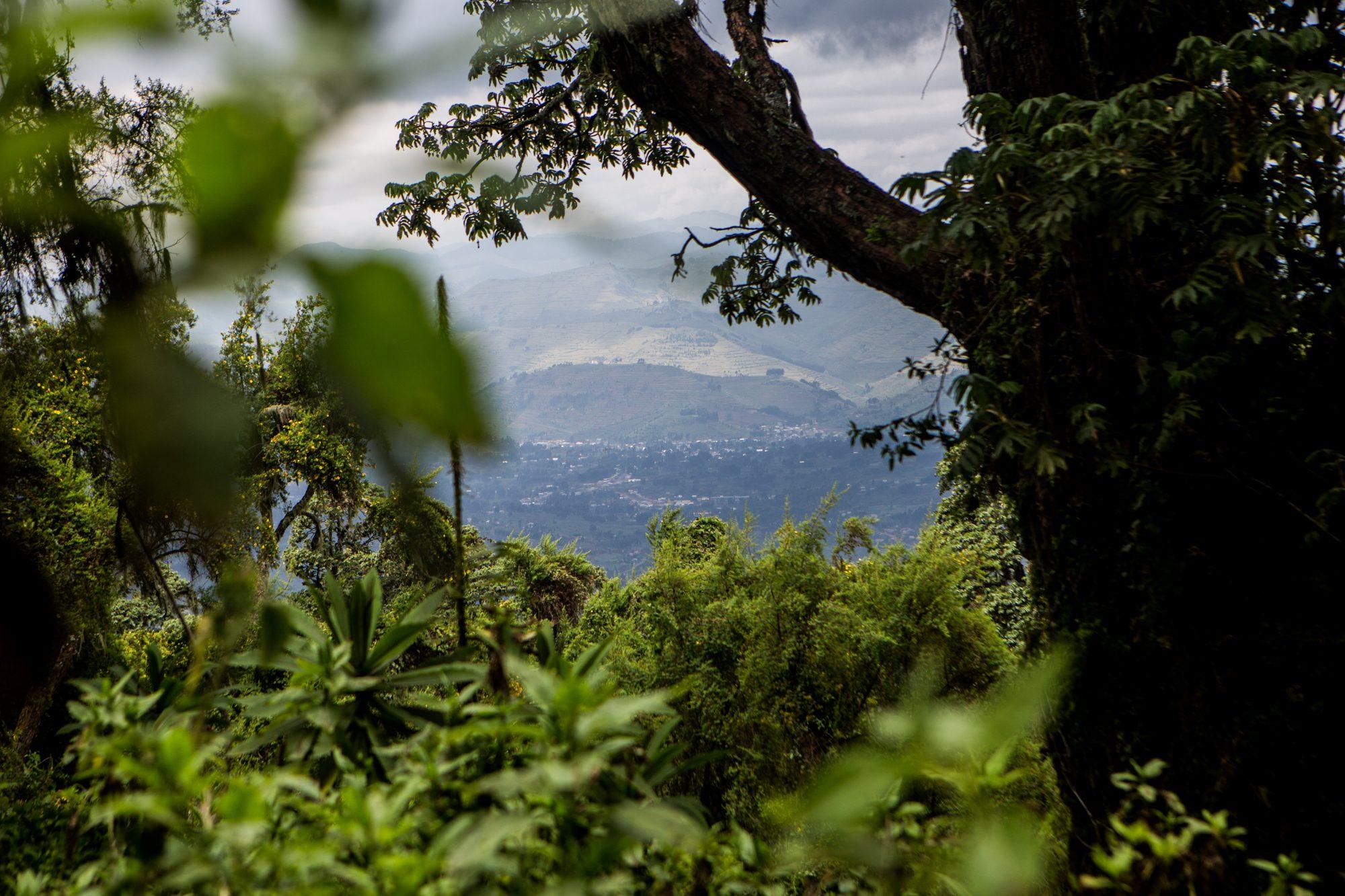 Volcanoes National Park – Rwanda — photograph 18
