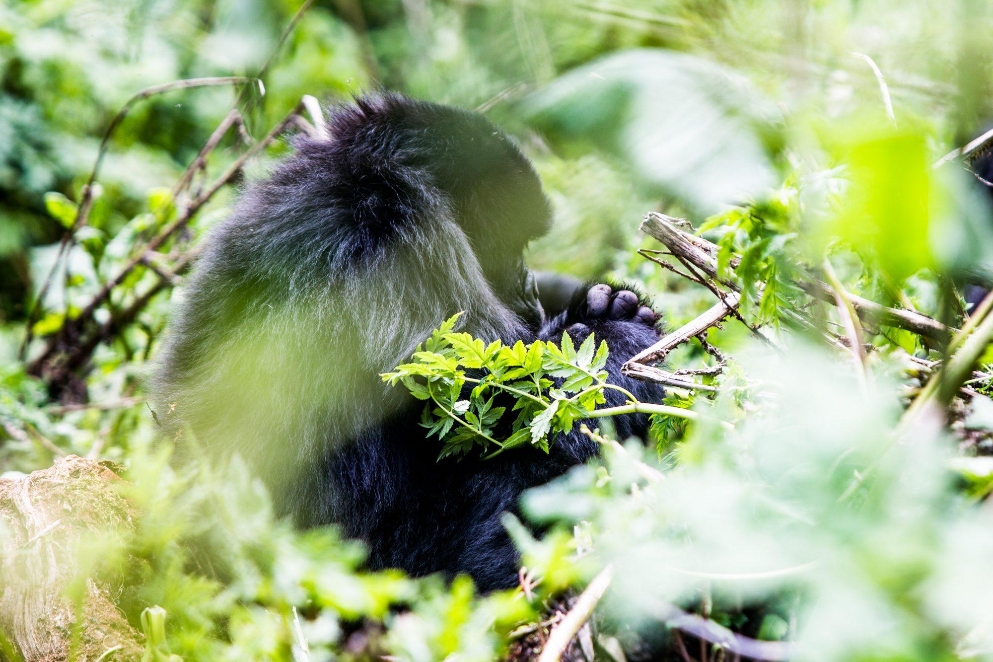 Volcanoes National Park – Rwanda — photograph 21