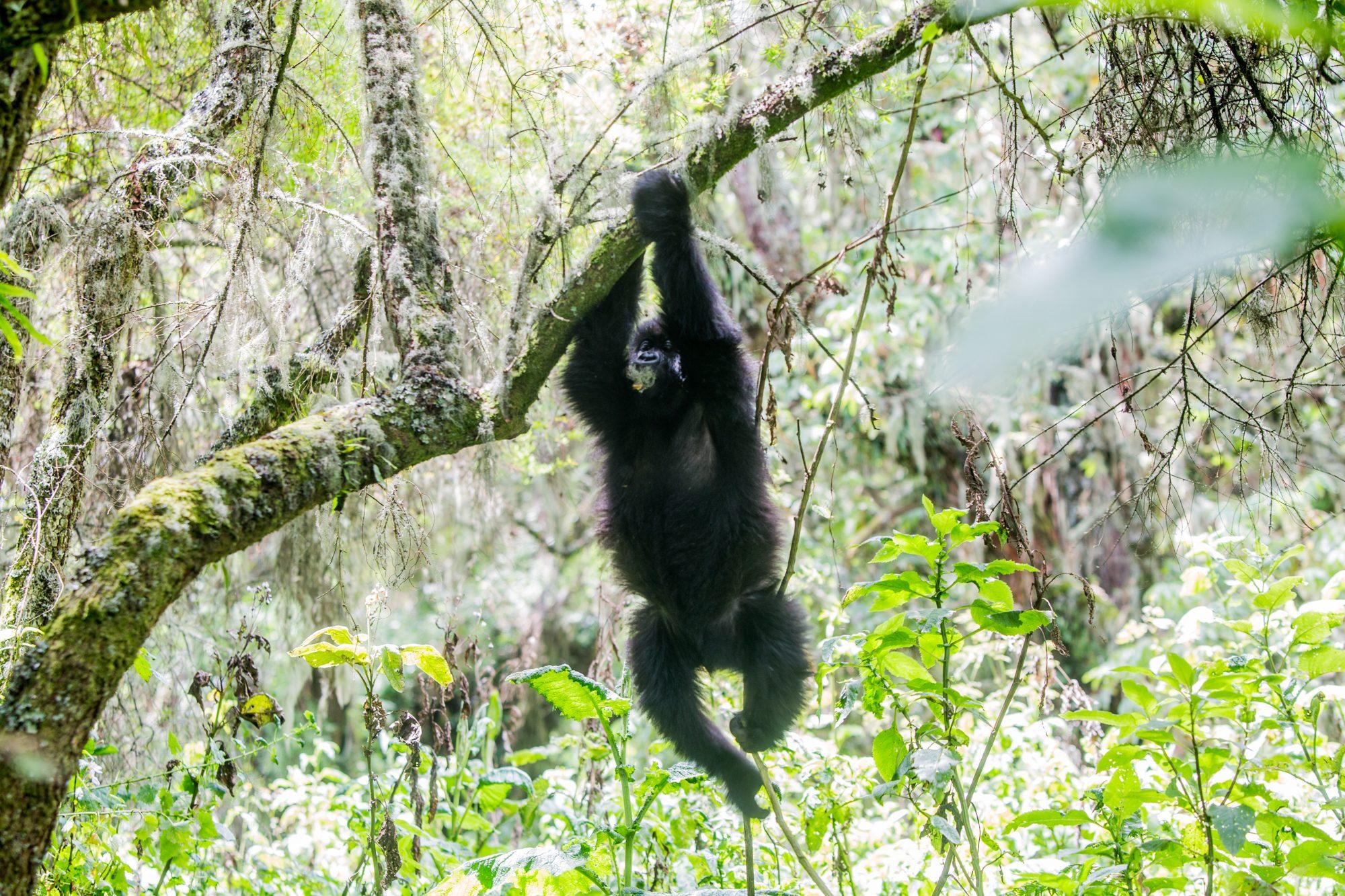 Volcanoes National Park – Rwanda — photograph 22