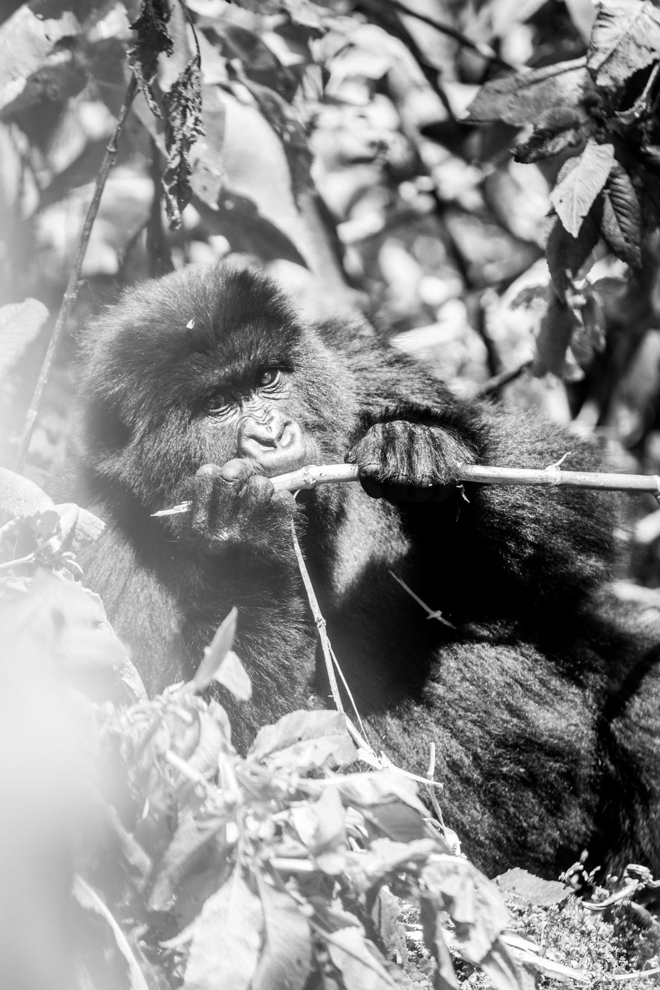 Volcanoes National Park – Rwanda — photograph 23