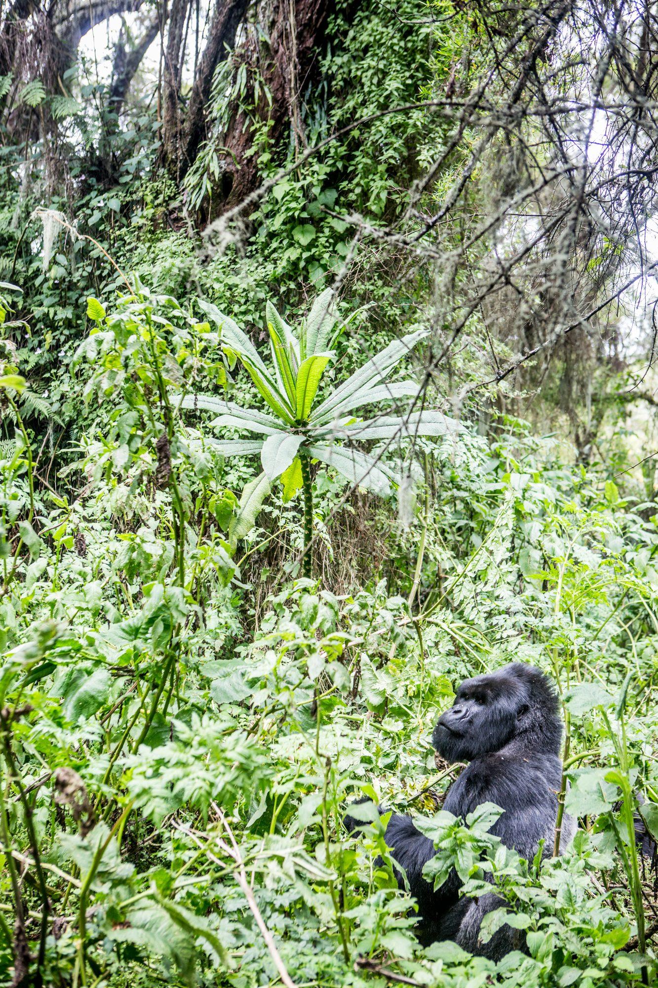 Volcanoes National Park – Rwanda — photograph 24