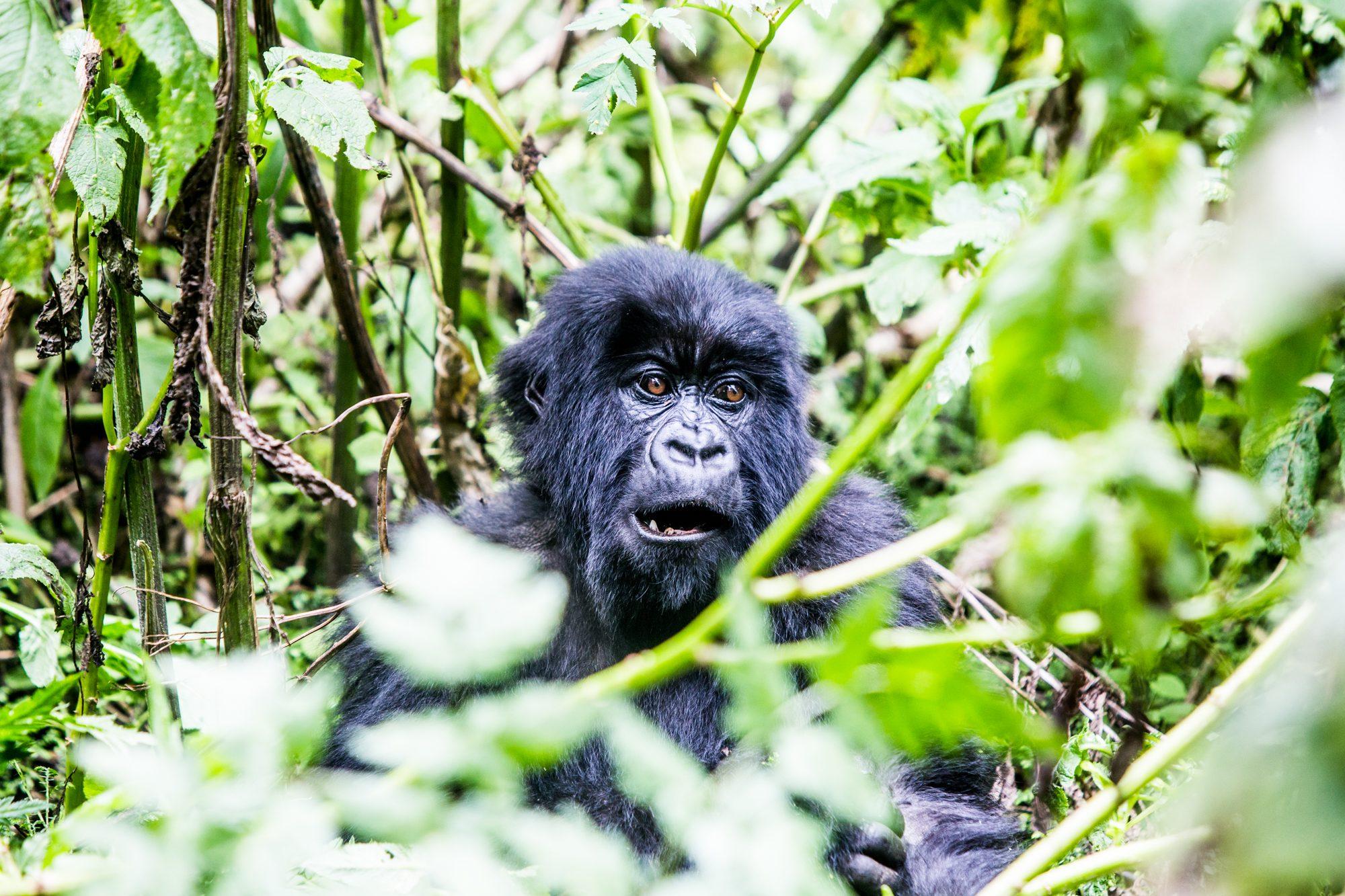 Volcanoes National Park – Rwanda — photograph 25