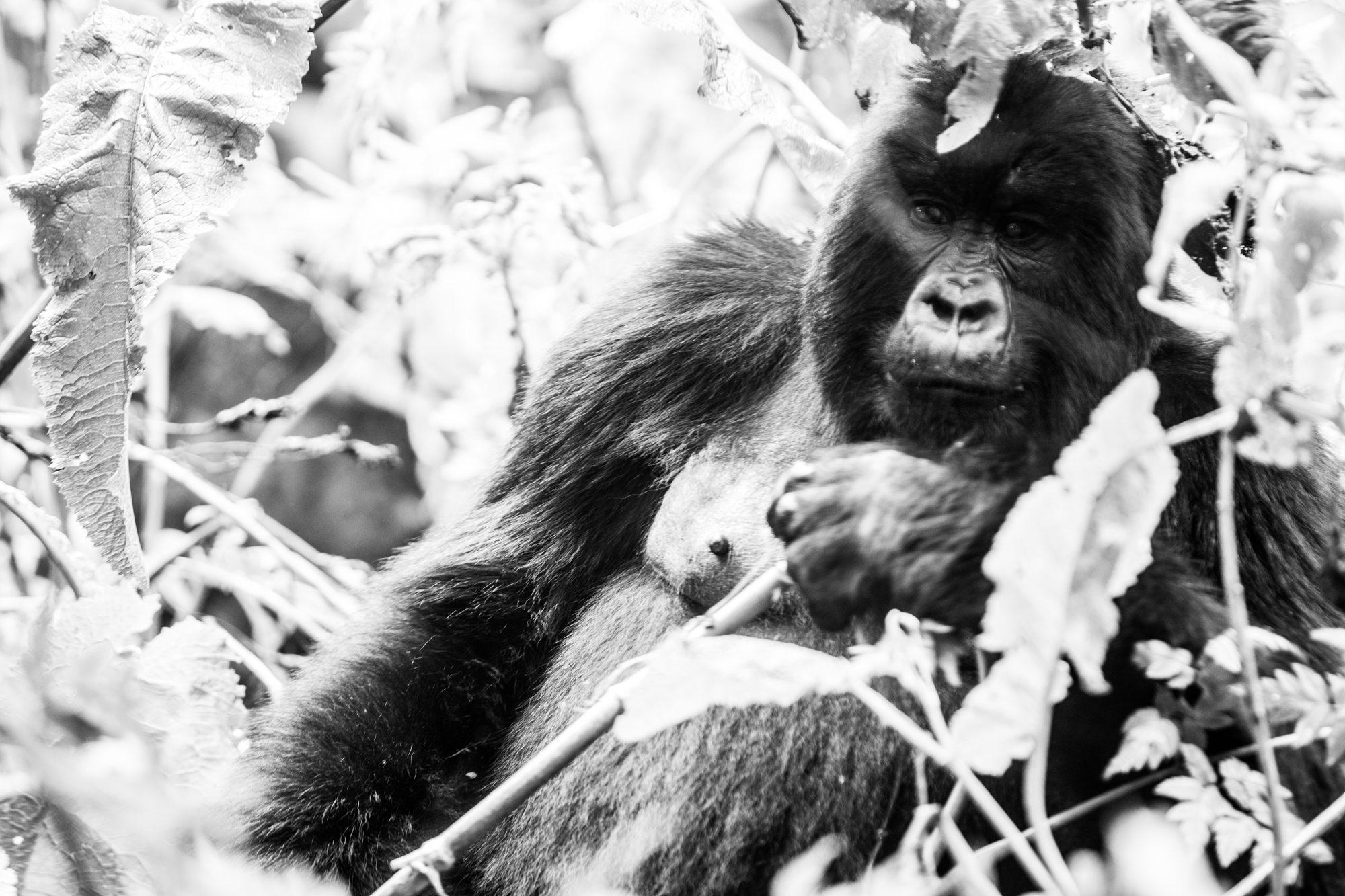 Volcanoes National Park – Rwanda — photograph 27