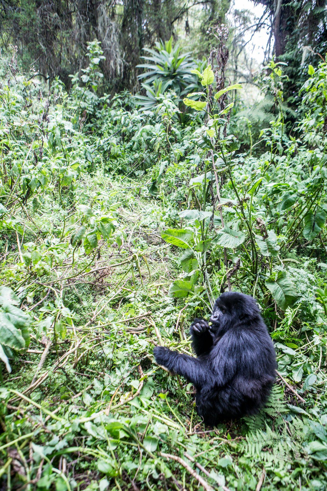 Volcanoes National Park – Rwanda — photograph 28