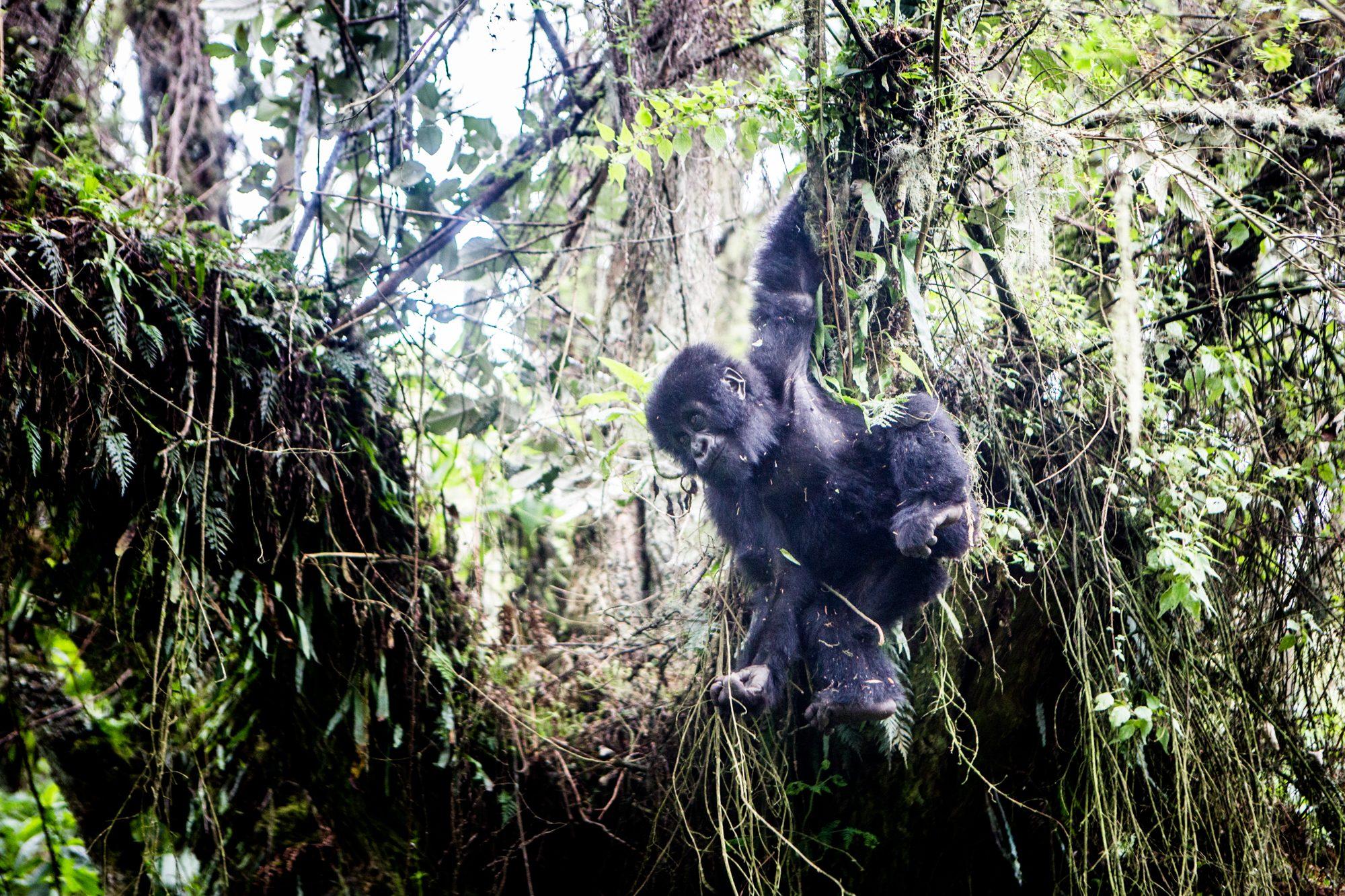 Volcanoes National Park – Rwanda — photograph 30