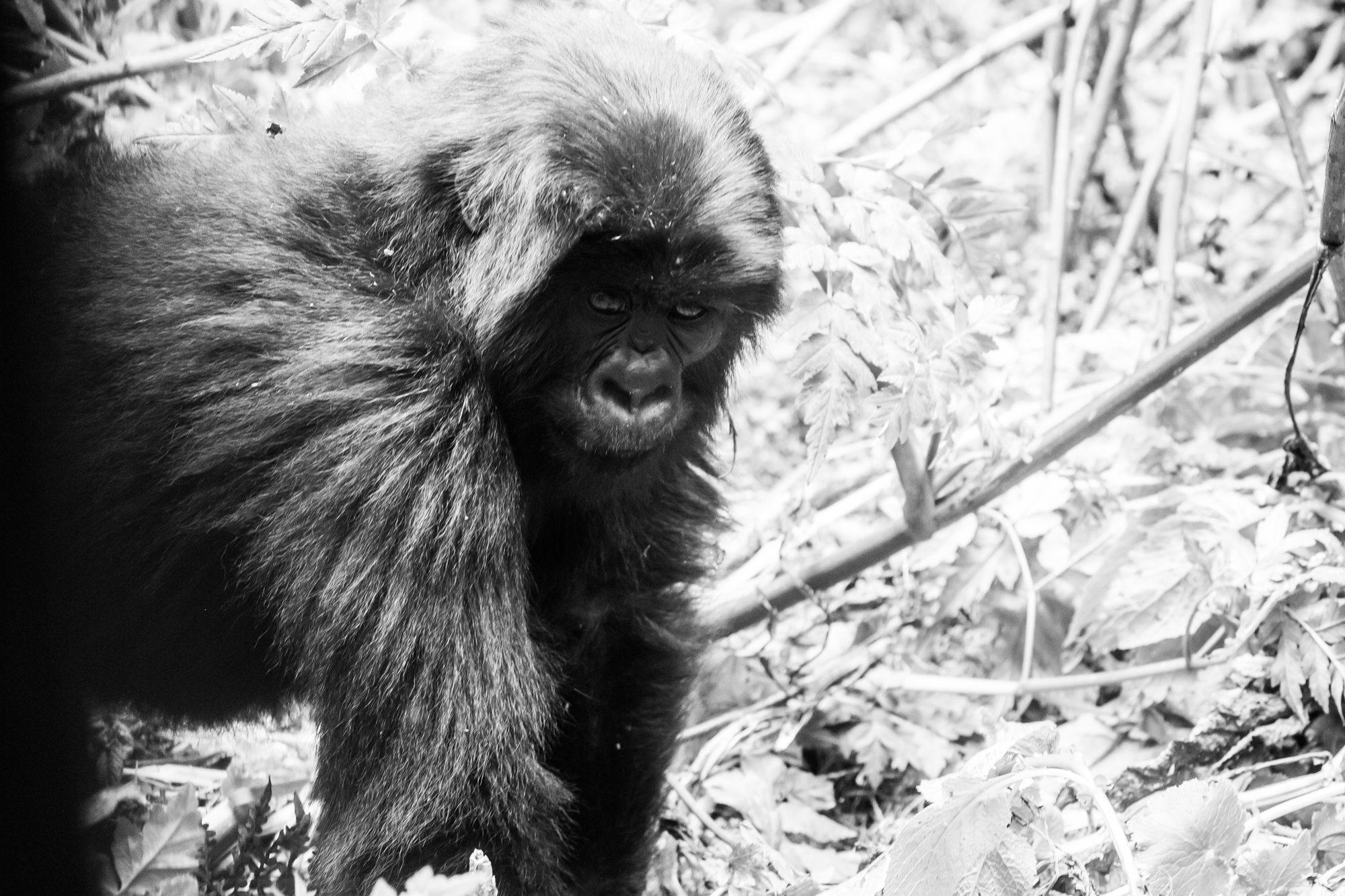 Volcanoes National Park – Rwanda — photograph 32