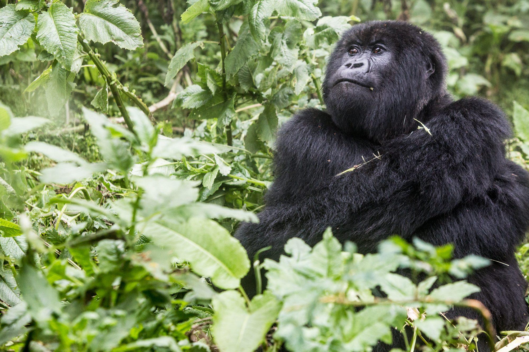 Volcanoes National Park – Rwanda — photograph 36