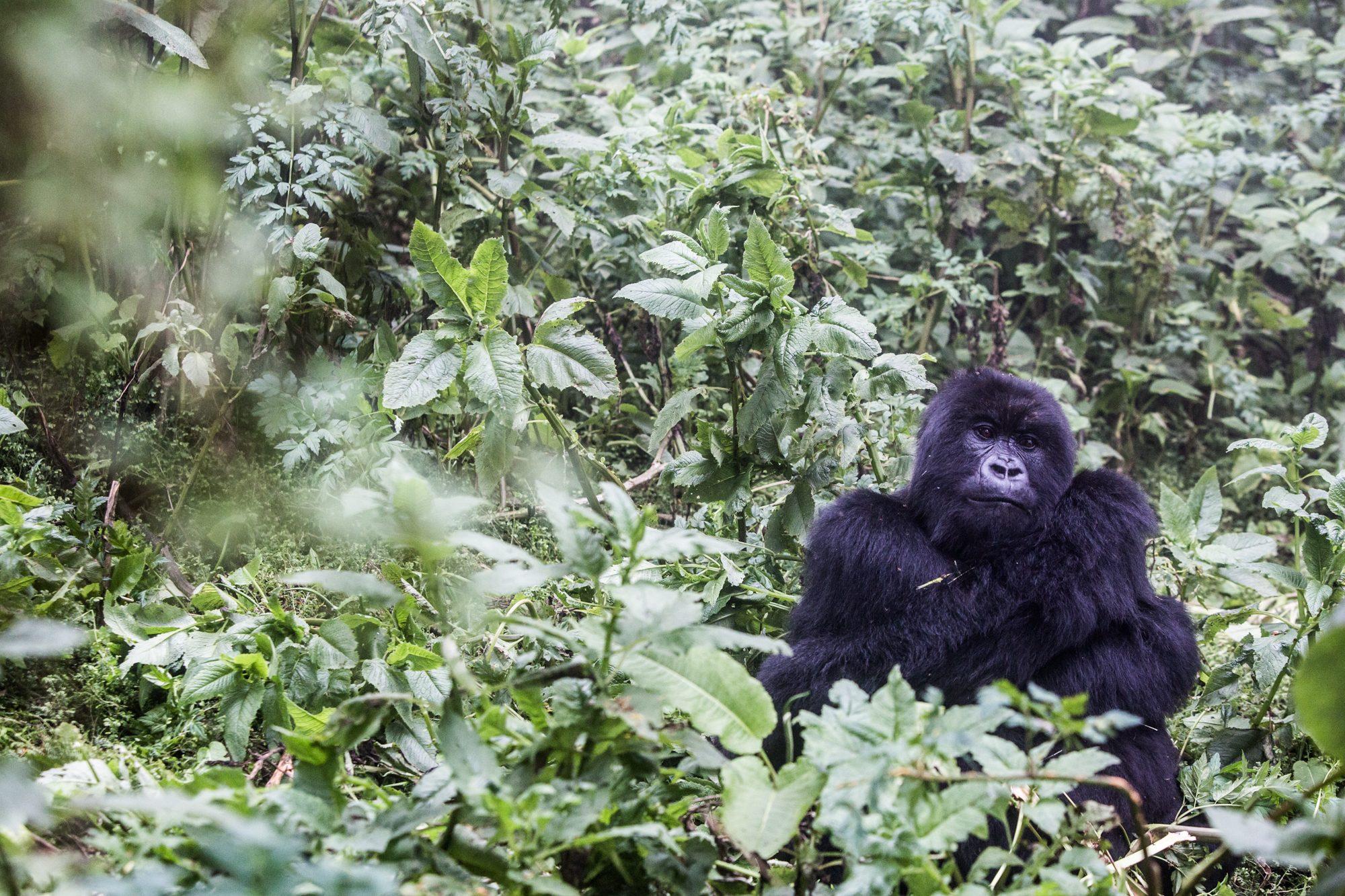 Volcanoes National Park – Rwanda — photograph 37