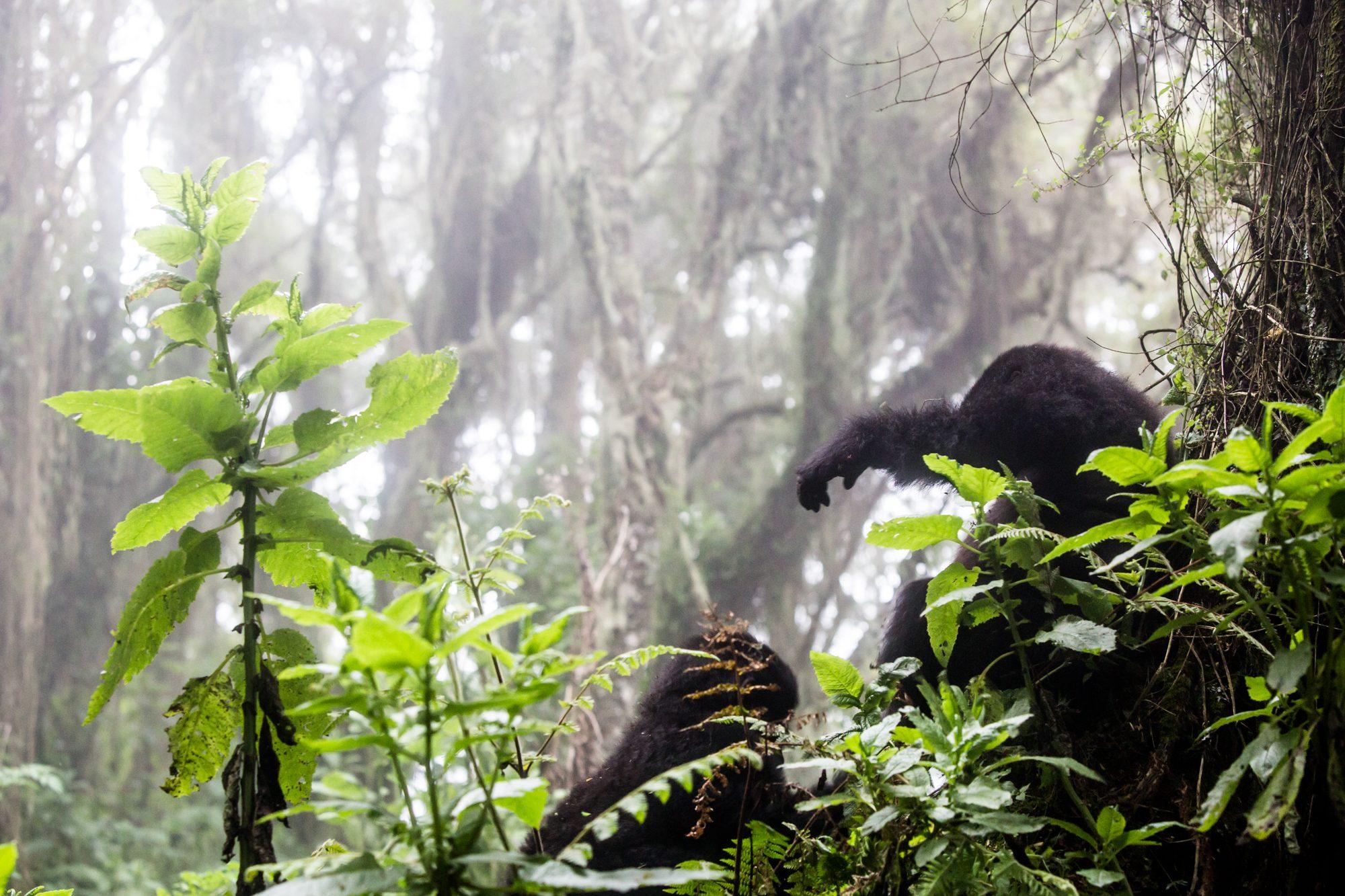 Volcanoes National Park – Rwanda — photograph 40