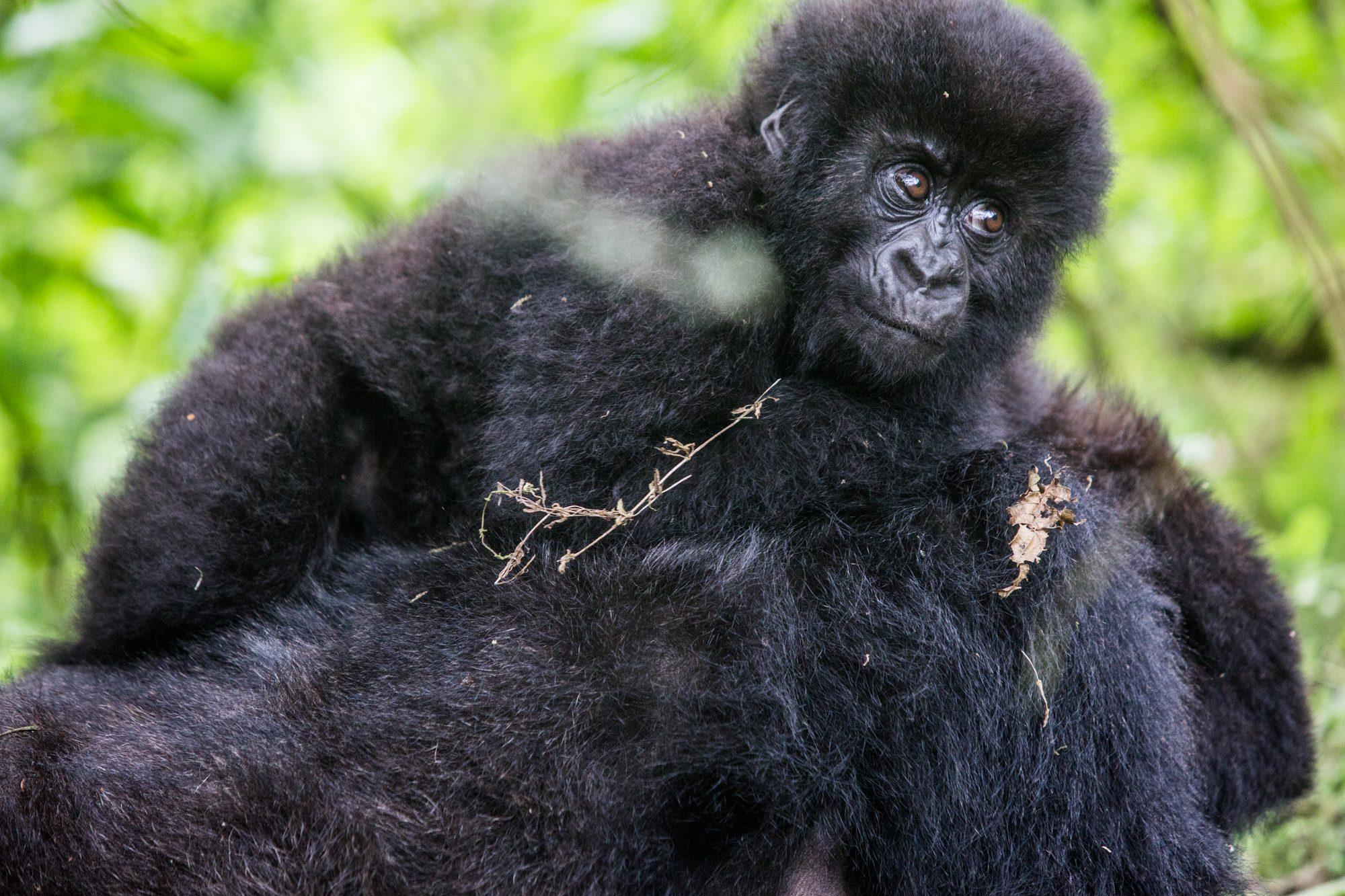 Volcanoes National Park – Rwanda — photograph 42