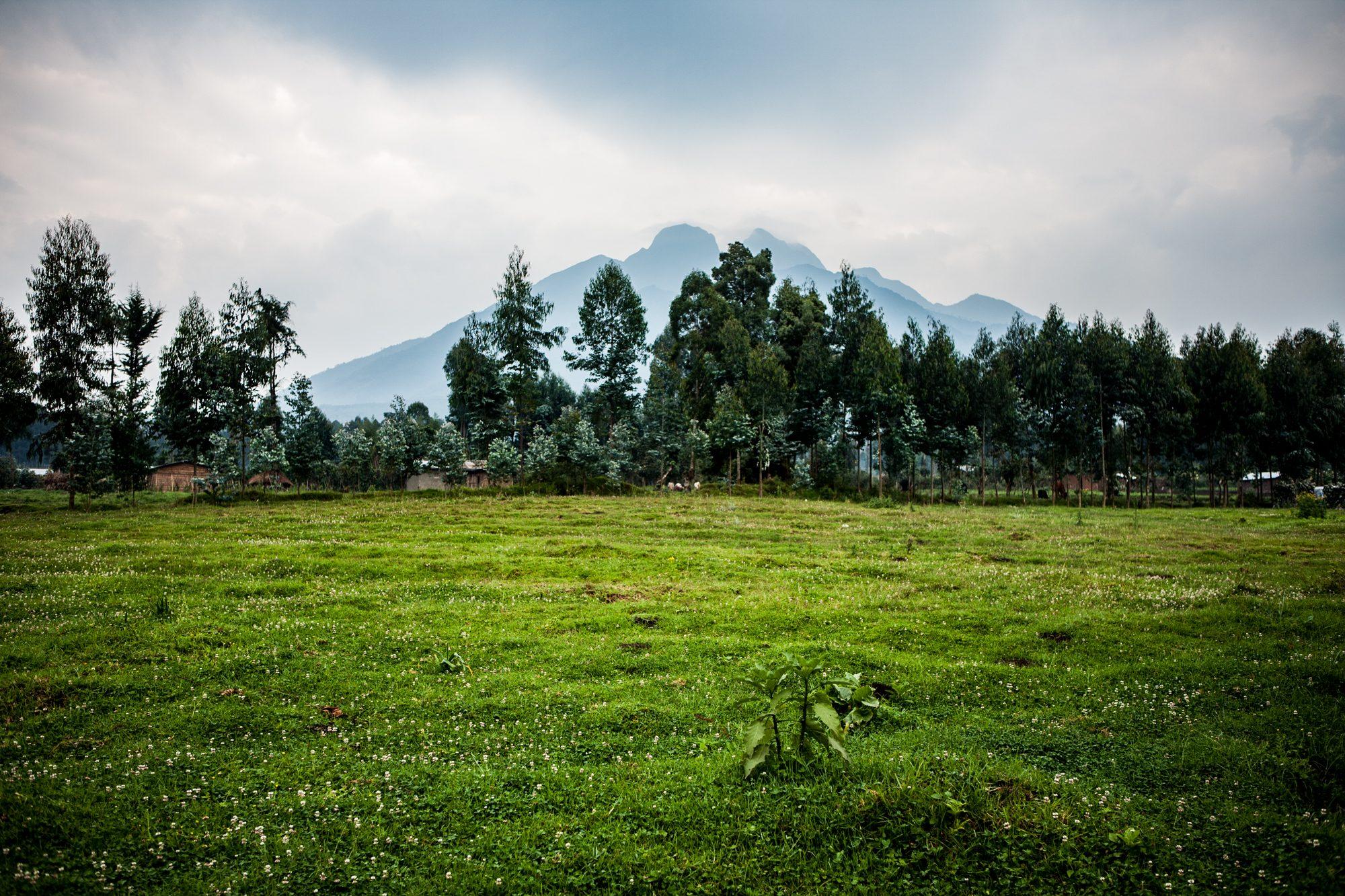 Volcanoes National Park – Rwanda — photograph 43